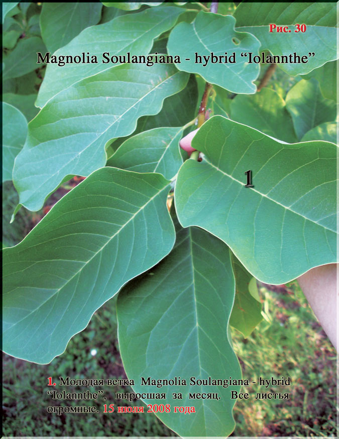 Magnolia Soulangiana – hybrid «Iolannthe» Рис. 30