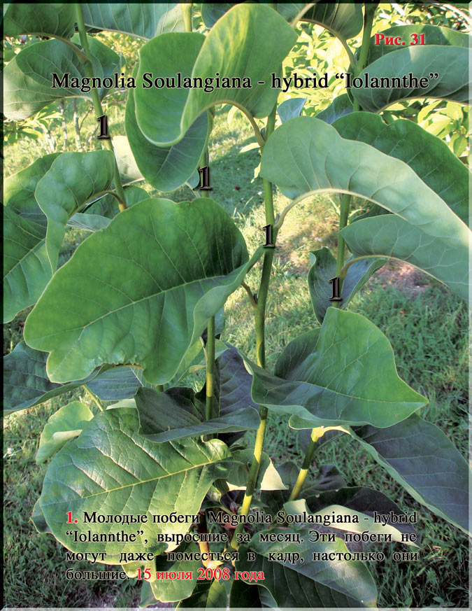 Magnolia Soulangiana – hybrid «Iolannthe» Рис. 31
