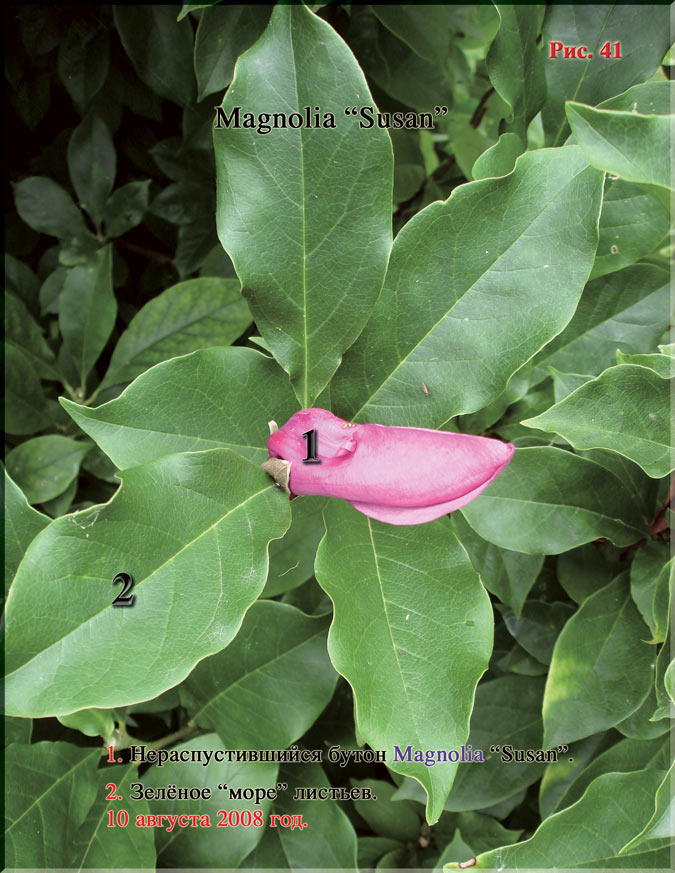 Magnolia «Susan» Рис. 41