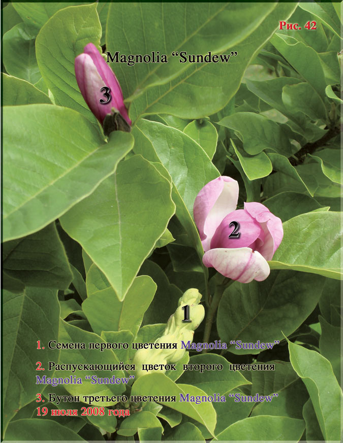 Magnolia «Sundew» Рис. 42