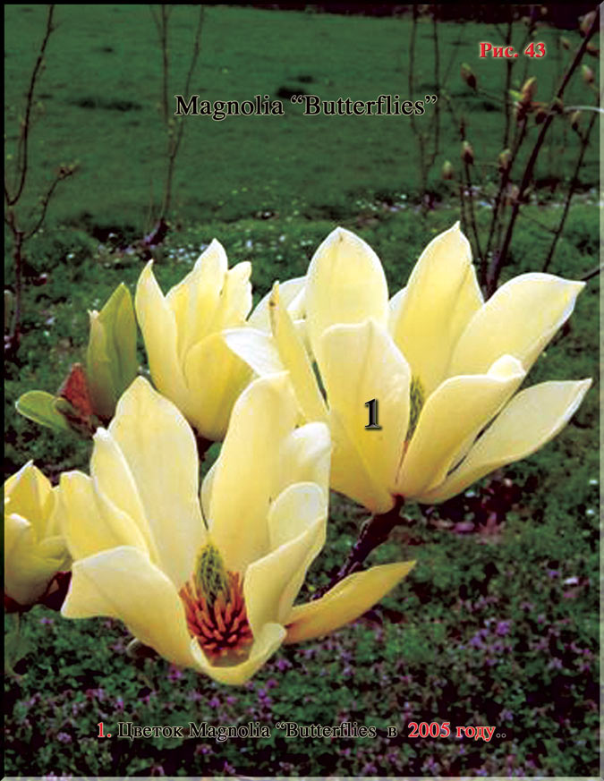 Magnolia «Butterflies» Рис. 43