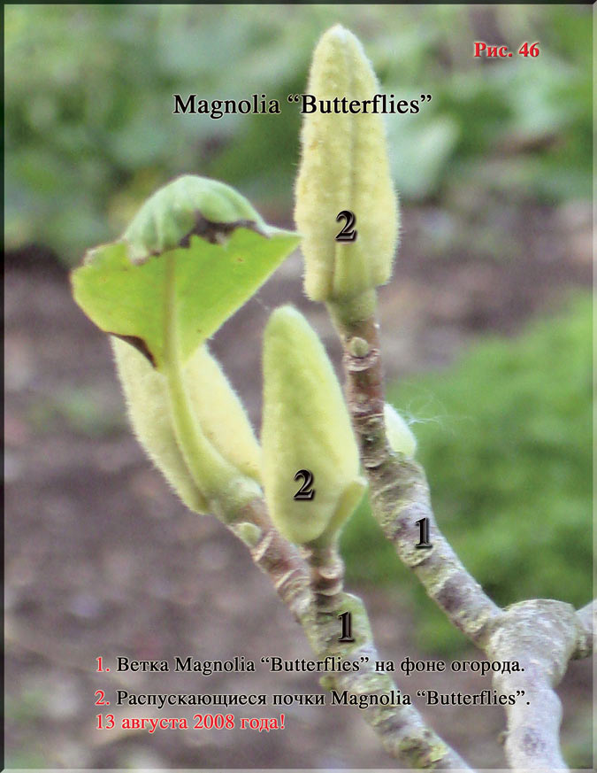 Magnolia «Butterflies» Рис. 46