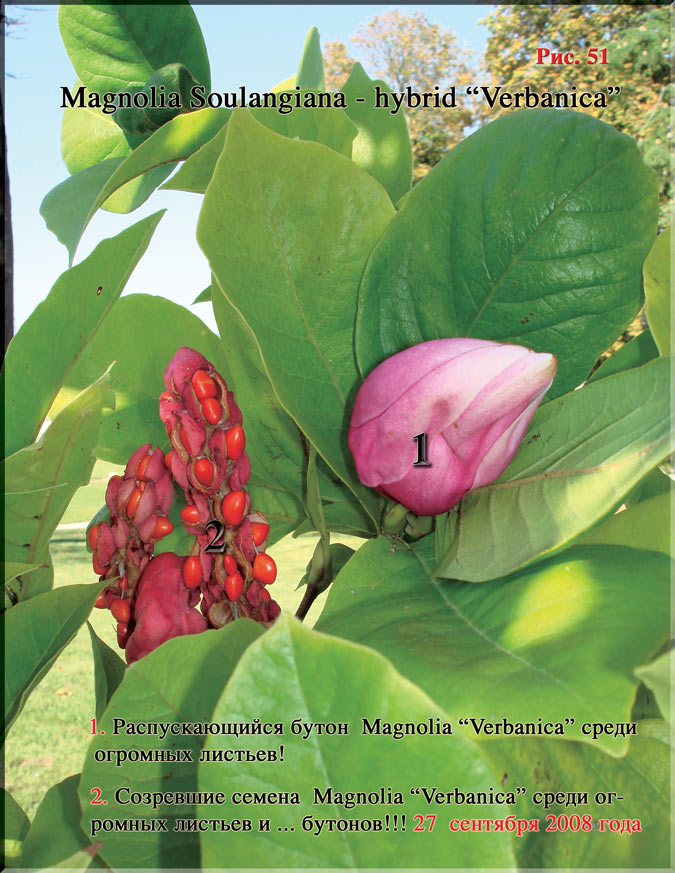 Magnolia «Verbanica» Рис. 51