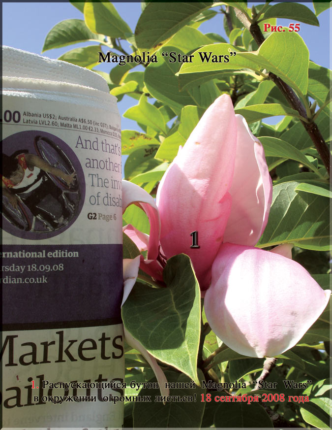 Magnolia «Star Wars» Рис. 55