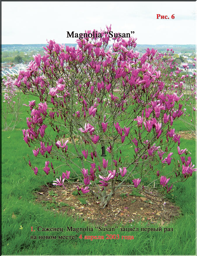 Magnolia «Susan» Рис. 6