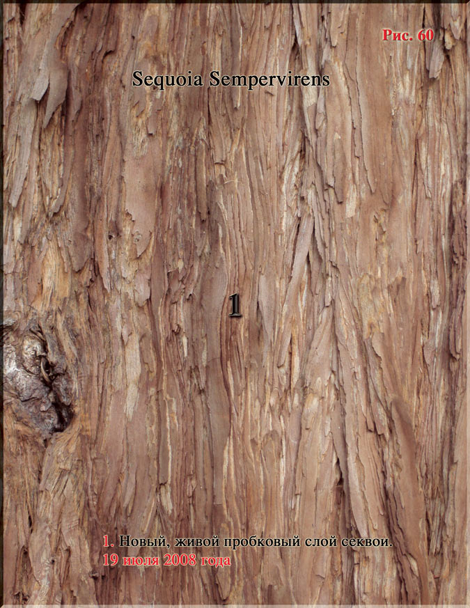 Sequoia Sempervirens Рис. 60