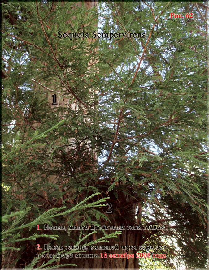 Sequoia Sempervirens Рис. 62
