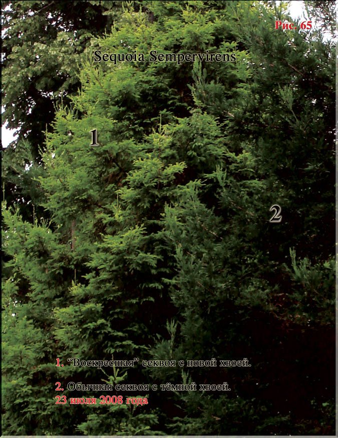 Sequoia Sempervirens Рис. 65