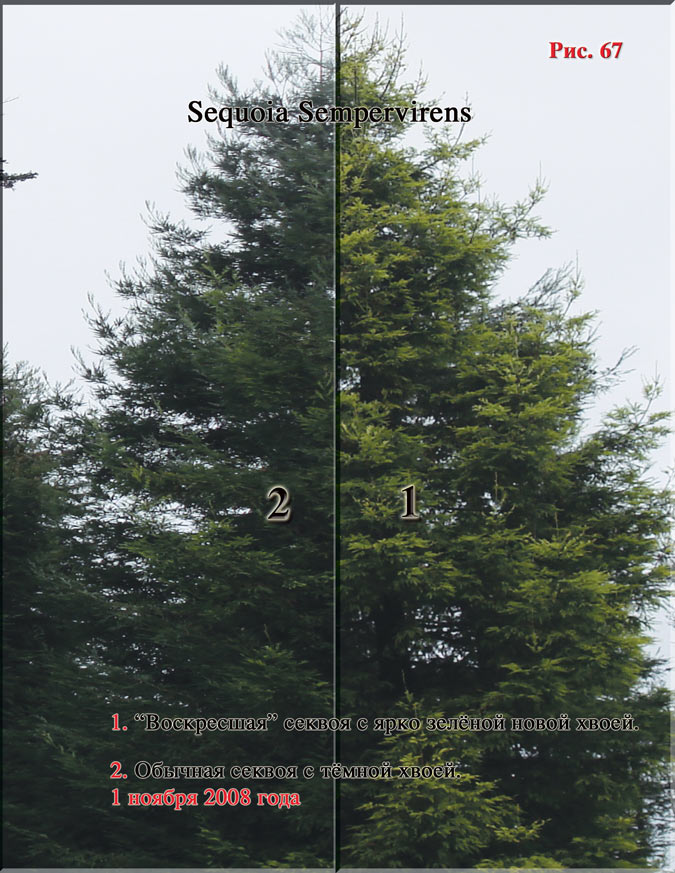 Sequoia Sempervirens Рис. 67