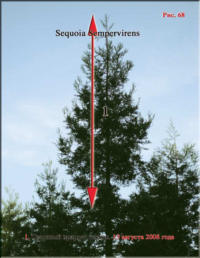 Sequoia Sempervirens Рис. 68
