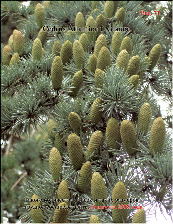 Cedrus Atlantica f. Glauca Рис. 71
