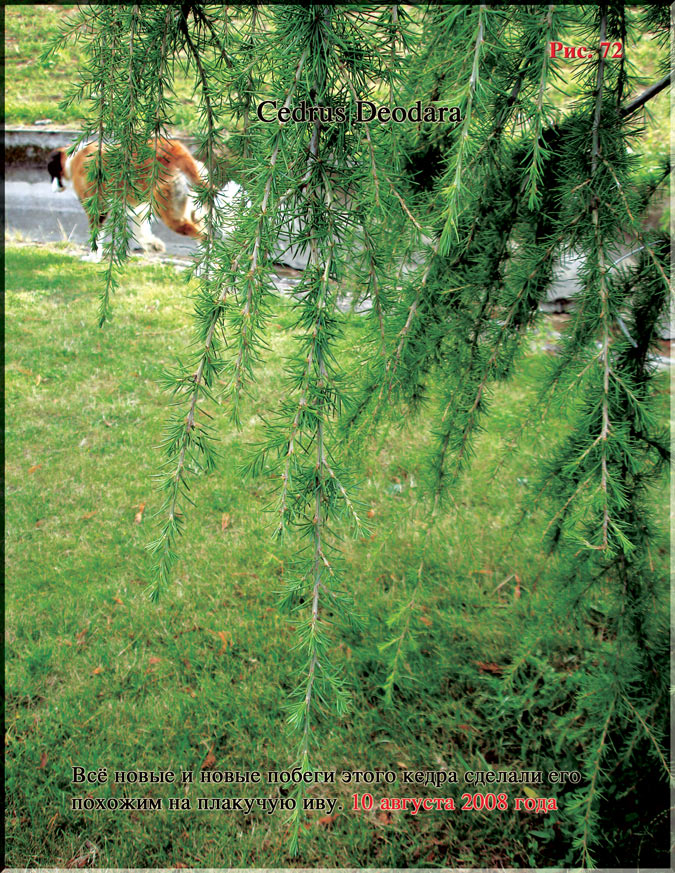 Cedrus Deodara Рис. 72