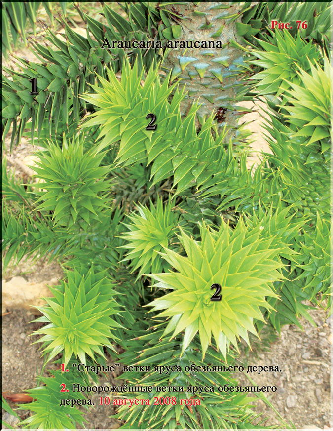 Araucaria araucana Рис. 76