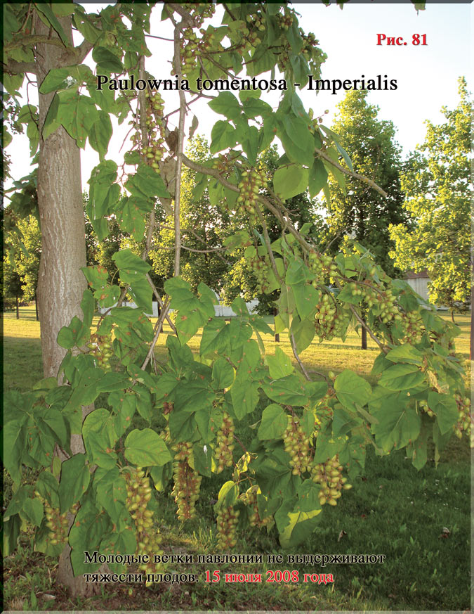 Paulownia tomentosa — Imperialis Рис. 81