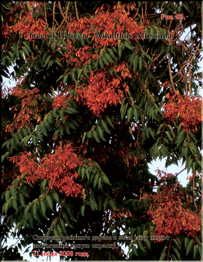 Tree of Heaven — Ailanthus Altissima Рис. 83