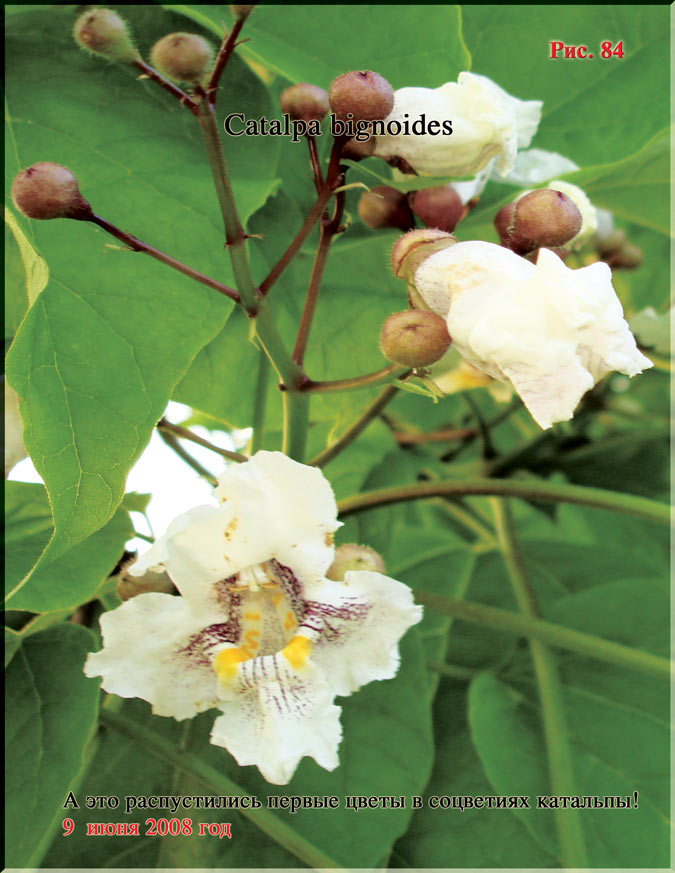 Catalpa bignoides Рис. 84