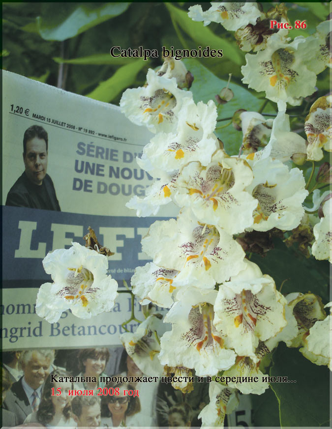 Catalpa bignoides Рис. 86
