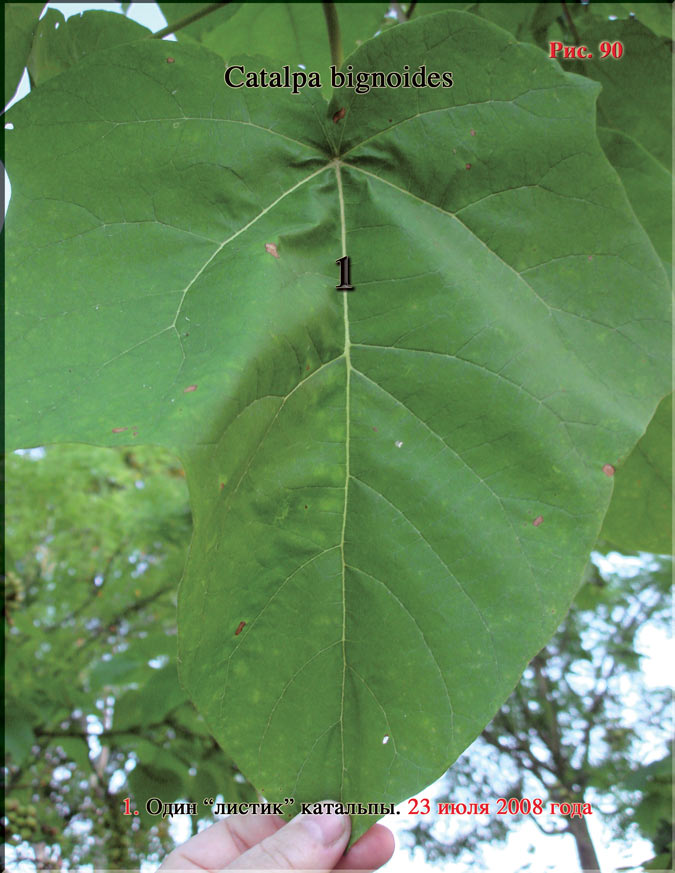 Catalpa bignoides Рис. 90