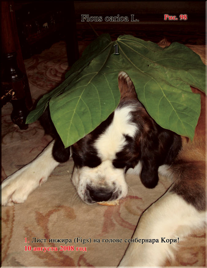 Ficus carica L. Рис. 98