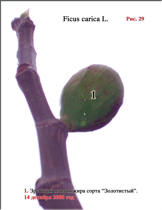 Рис. 33