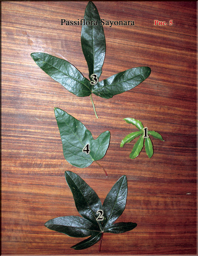 Passiflora Sayonara Рис. 5