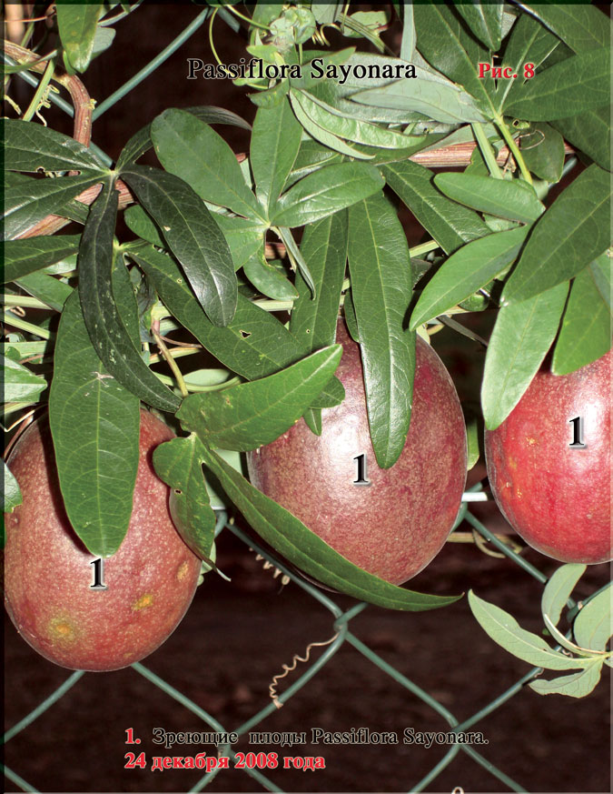 Passiflora Sayonara Рис. 8