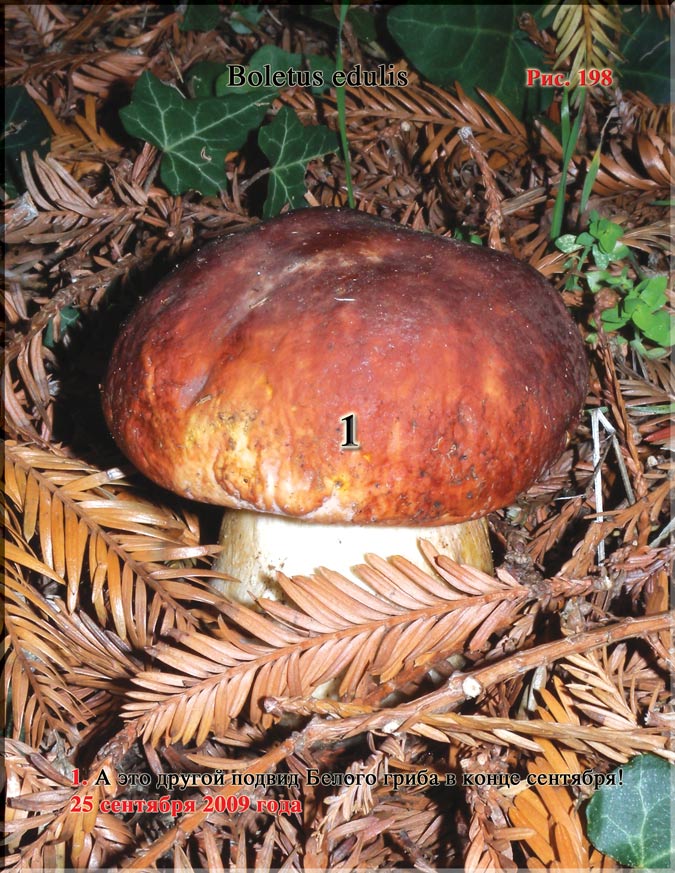 Рис. 198